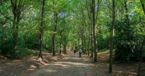 Photograph of two people walking outside among the trees