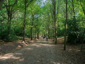 Take a walk - Two people walking outside on a woodland path